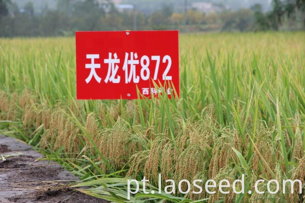 Hot Sale Rice seed